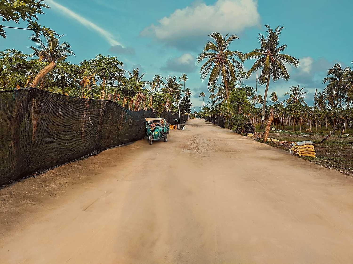 A car on a bright coastal road lined with palms in Zanzibar